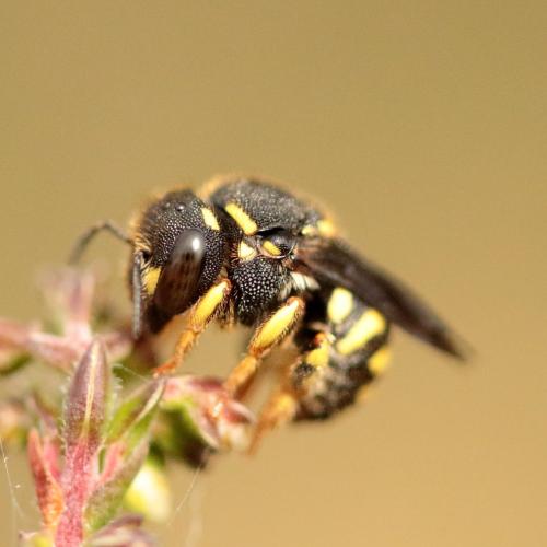 Réf. 321 656 : Anthidiellum strigatum